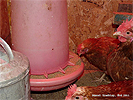 Chicken Coop How-to Guide