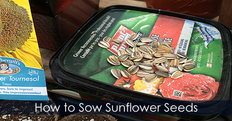 Sow sunflower seeds