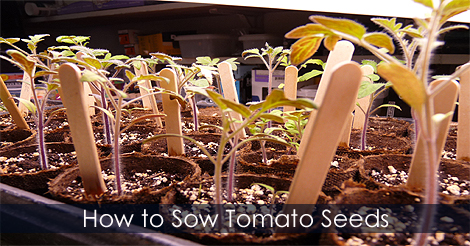 Sow tomato seeds - Seed starting tips