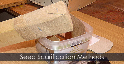 Seed Scarification Method - How to scarify seeds - Scarifying seeds