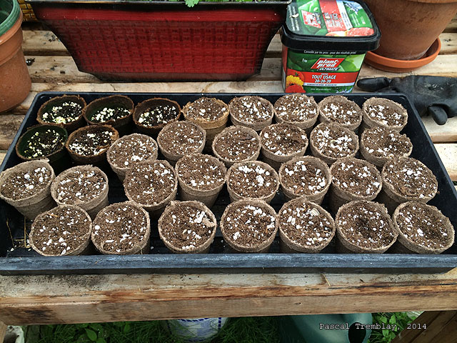 Start Sunflower Seeds Indoors