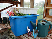 Winterizing Geraniums - Saving your geraniums - Over-winter Greraniums