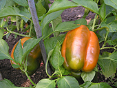 How to grow vegatables in hobby greenhouse - Growing vegetables in greenhouse