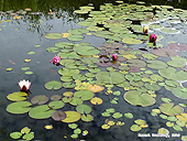 Pond Plants list - Aquatic Plants - Water Garden Plants