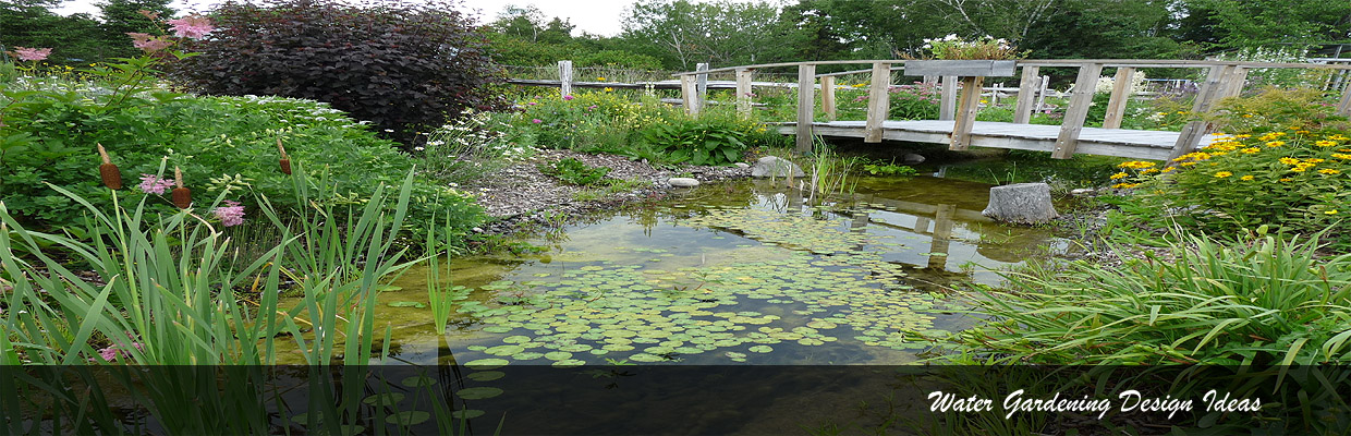 Water Gardening Projects for UK Gardeners 