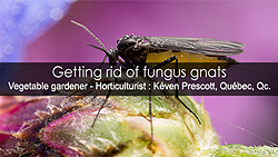 Get rid of fungus gnats