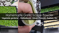 How to make garlic scape powder