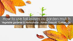 Fall leaves as garden mulch
