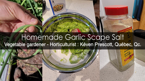 How to make garlic scape salt