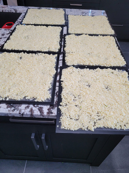 Trays of garlic pieces to the dehydrator