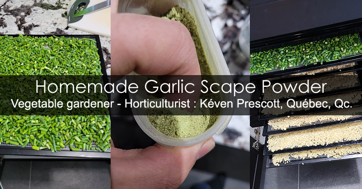 Garlic scape powder