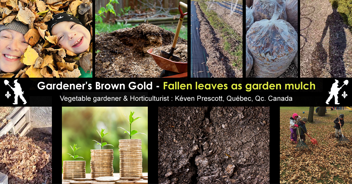 Fallen leaves as garden mulch