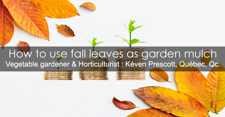 Gardener's brown gold - Fall leaves