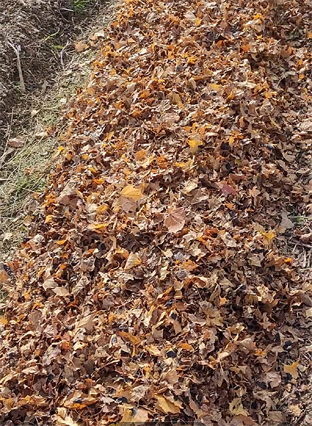 Mulching garlic through winter with fall leaves