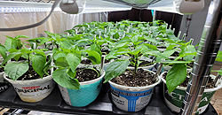 Articles about seeds and seedlings