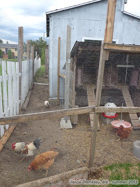 Chicken run - How to build an aviary