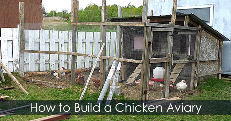 How to build a chicken avriary - DIY Aviaries - Chicken run building guide