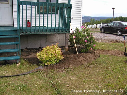 Planting a landscape bed