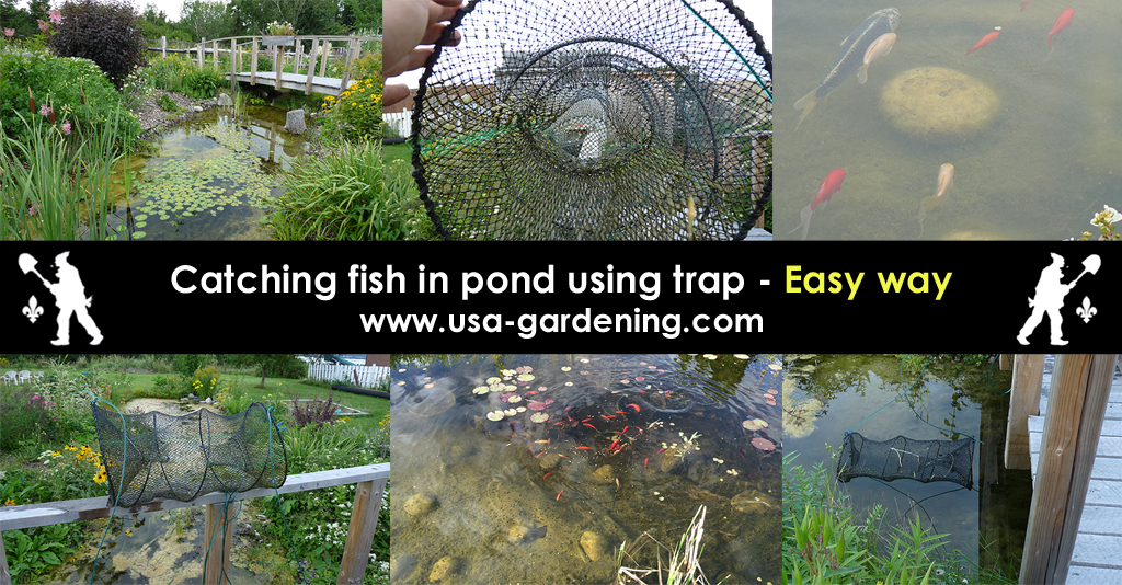 Catching fish in a garden pond using a fish trap