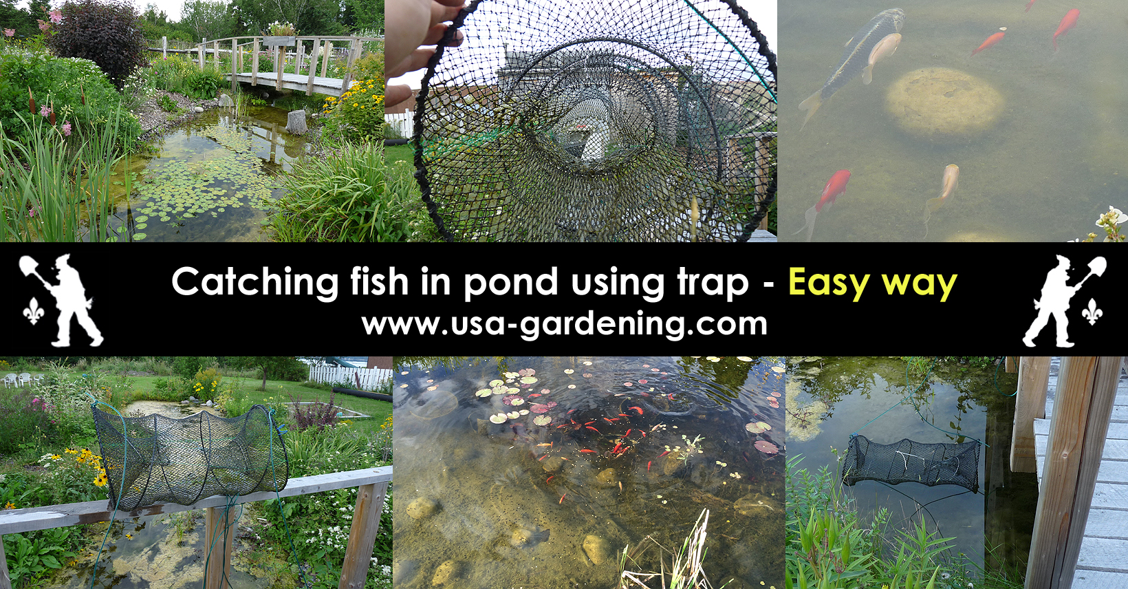 Catching Fish in a Garden Pond using a Fish Trap