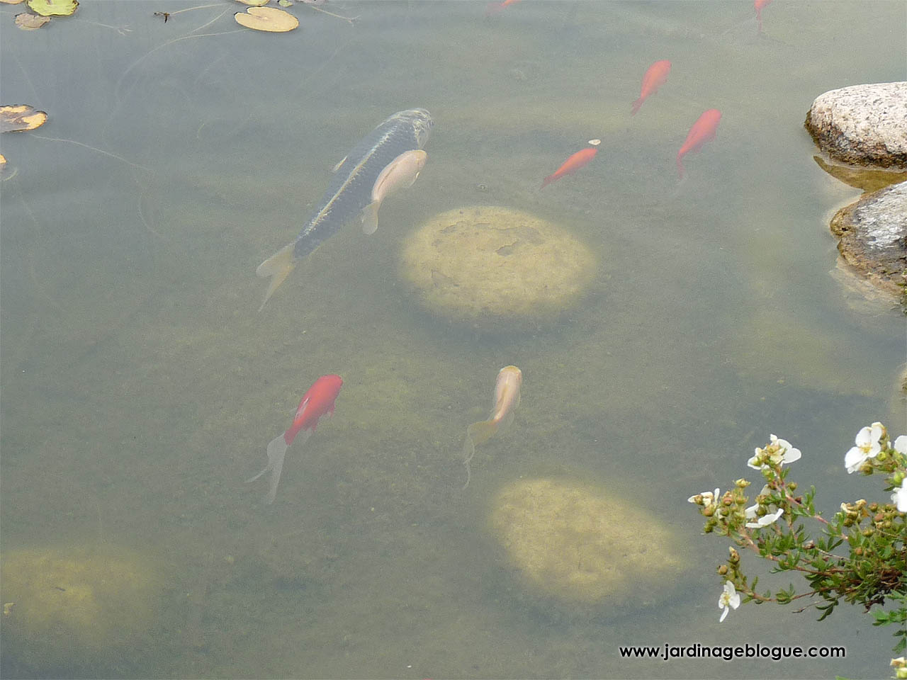 How to get fish out of a pond without draining it