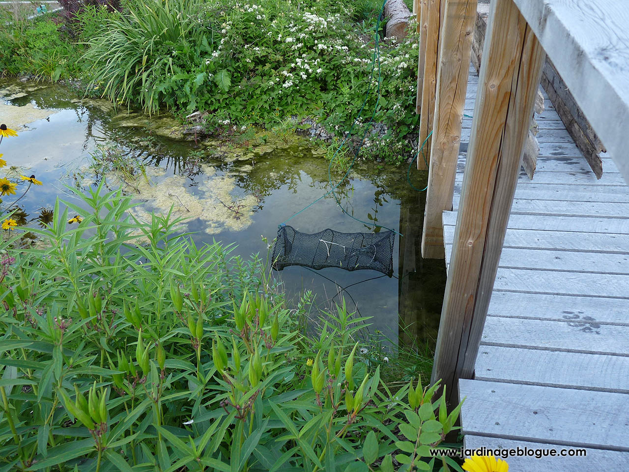 Best place to set the trap for catching small fish in your pond
