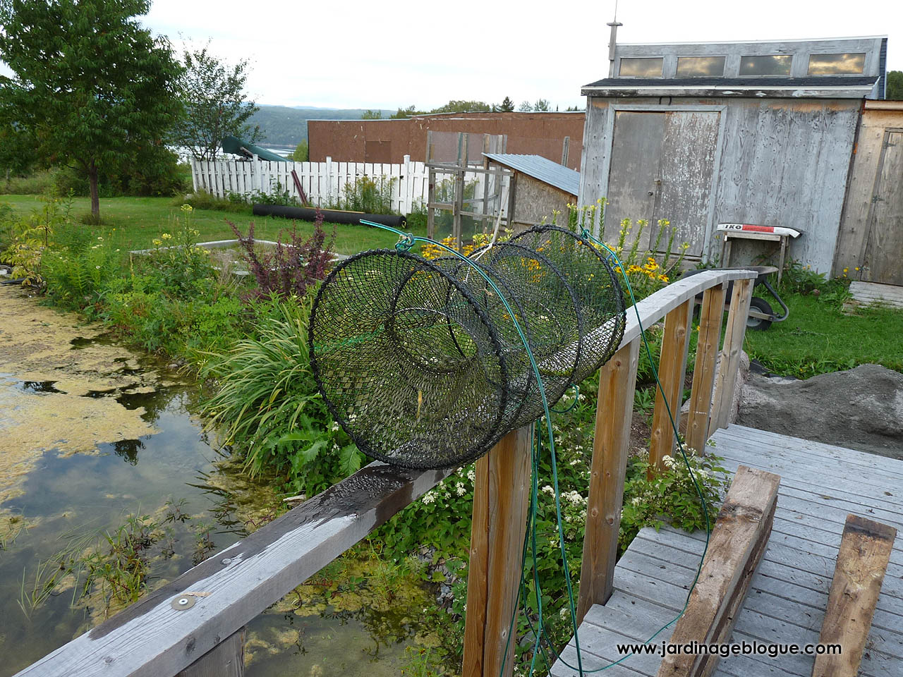 How To Use A Fish Trap in your backyard pond