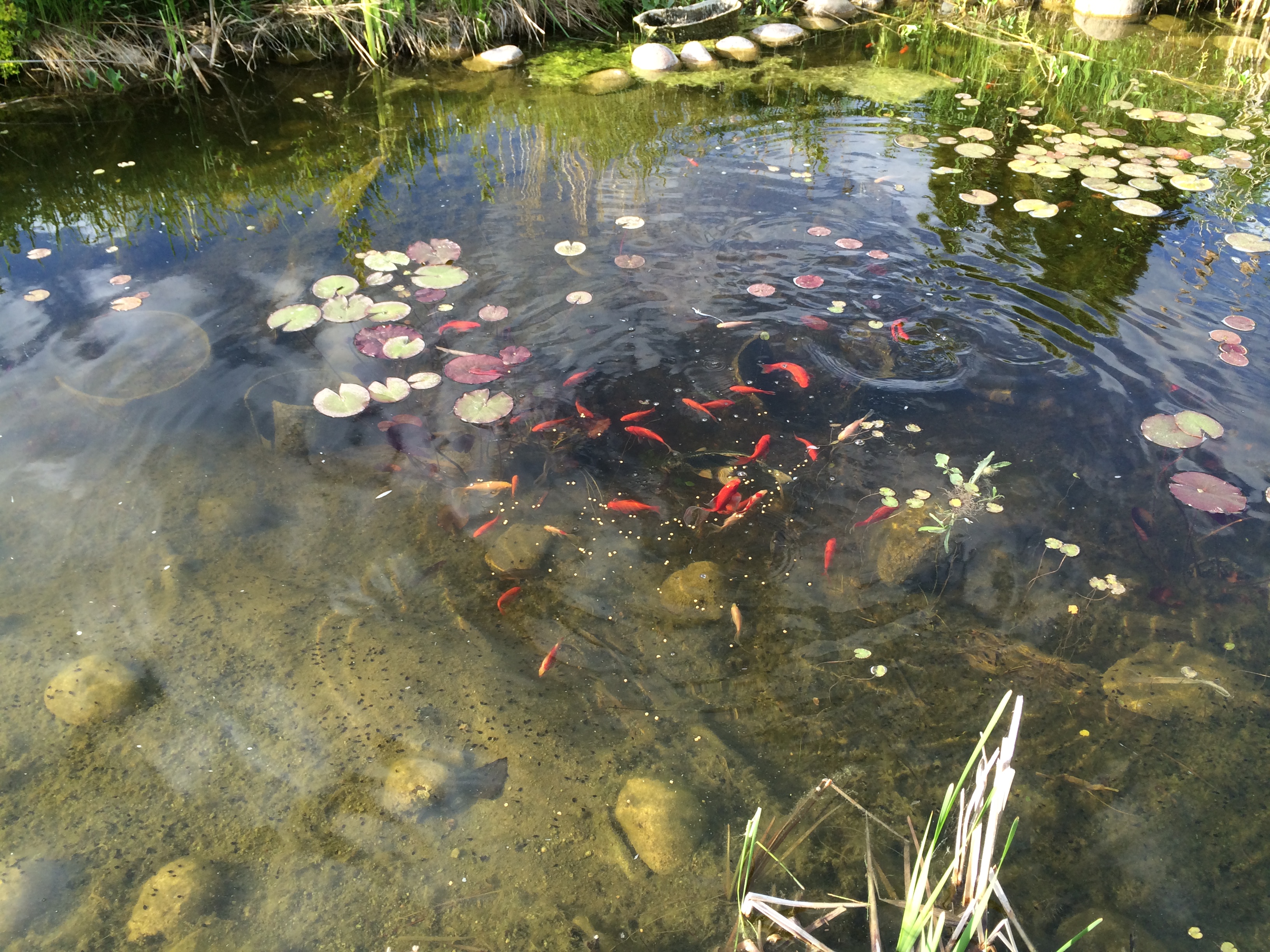 Trapping goldfish in pond