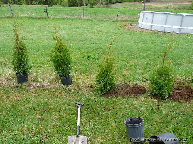Cedar trees planted in trench - Planting cedar trees for a hedge