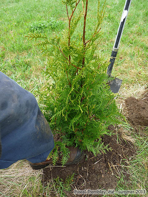 Soil for cedar hedge - Planting a cedar hedge