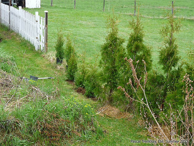 Things to consider when planting cedar privacy hedges