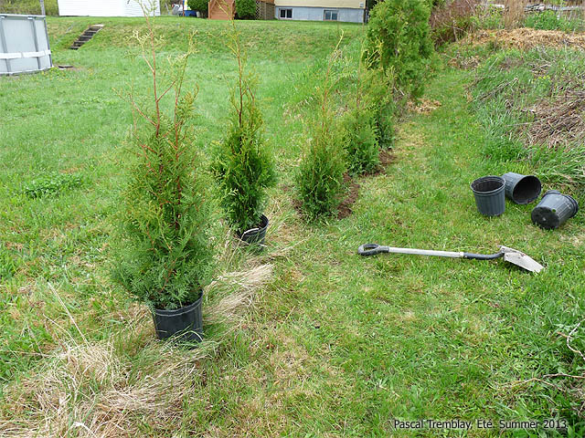 How to Grow Cedars - Hedging Cedar Trees
