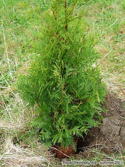 Cedar Hedge And Cedar Trees For Sale - Trimming cedar hedge