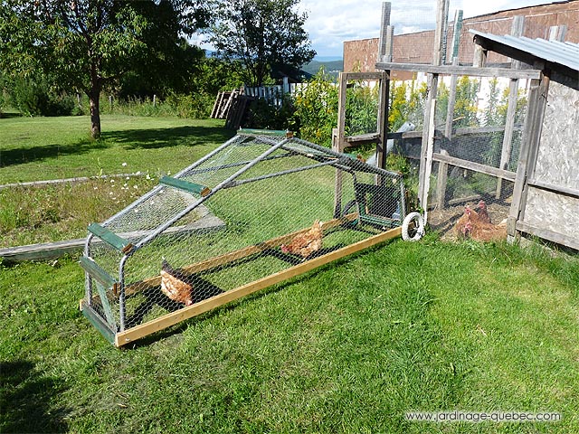 Mobile Chicken Coops - Build Chicken Tractor - Mowing your lawn with a chicken tractor