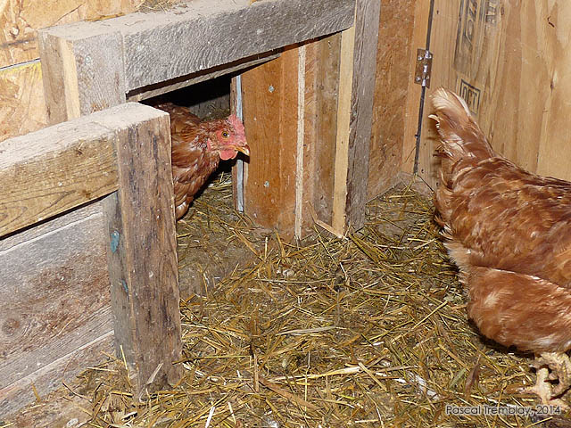How to build chicken coop