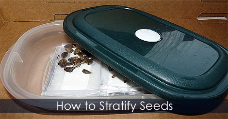 How to Stratify Seeds - Cold stratification method