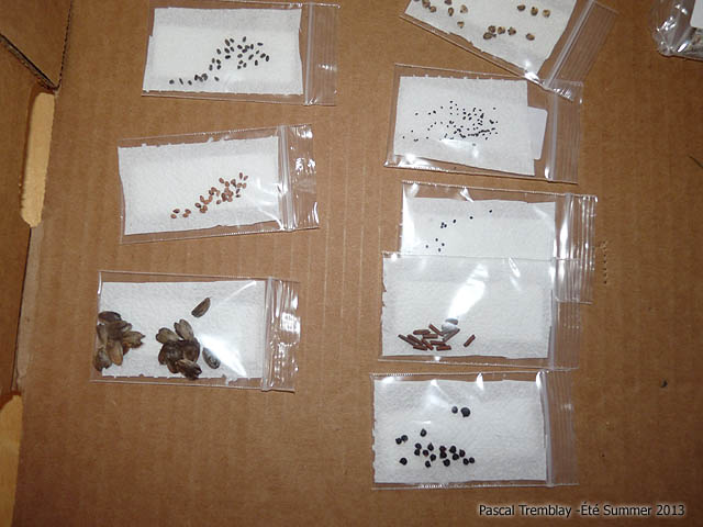 Stratification Baggie Method - Cold Stratification pictures - Stratify seeds - Germination conditions