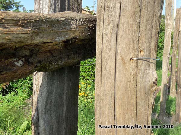 Build Split Rail fence