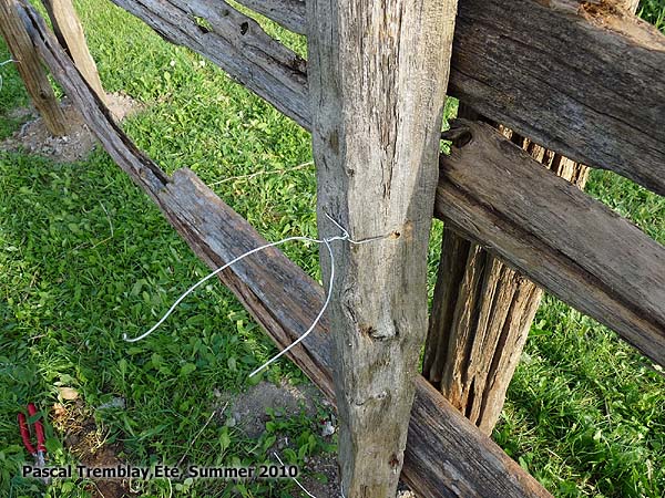 Cedar fence - Cedar rails - How to install cedar rails - Split-rail fence