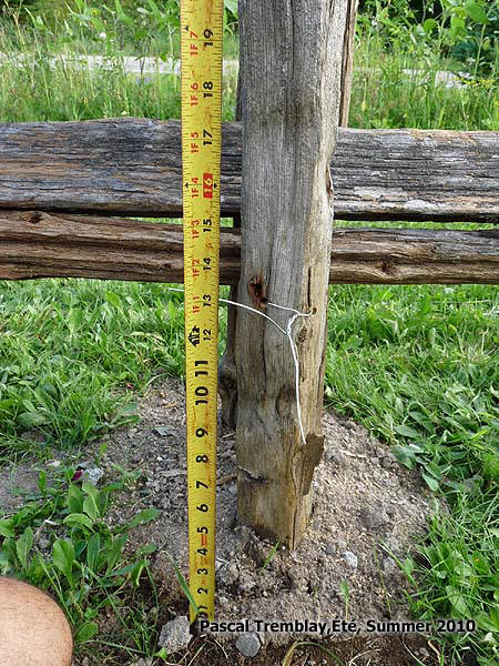 Rails height - Install Fence Posts - Cedar split rail fence - How to build rail fence