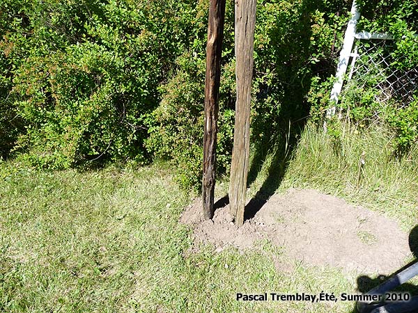Fence Rustic split post - Cedar Rails and Cedar Posts - Stack rail fence