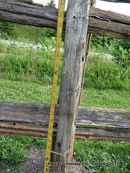 Rails height - Build snake fence - Buy Cedar fence rails - Where buying cedar fence rails? Cedar Posts