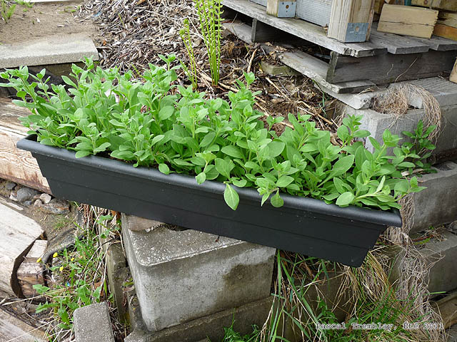 Container gardening idea - Cedar Planters - Planting Pots