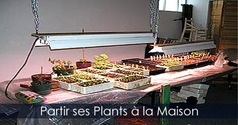 Partir ses plants à la maison - Faire ses semis intérieurs - Autonomie alimentaire