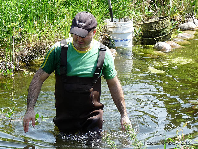 Entretenir un bassin de jardin - Comment faire l'entretien d'un bassin extrieur - Bottes longues impermables pour bassin de jardin