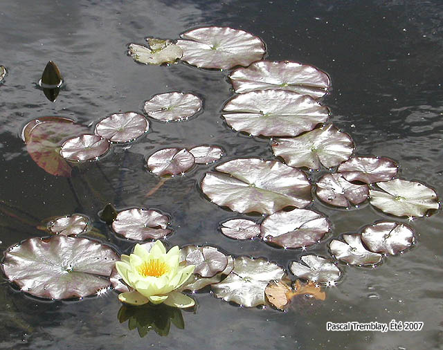 Nnuphar ou nympheas - Les plantes aquatiques - Comment Construire un tang ou jardin d'eau