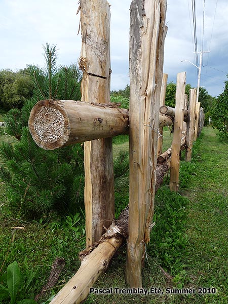 O� acheter des perches de c�dre pour cl�ture - Cl�ture en billots