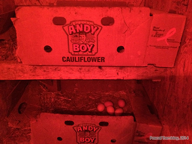 incubation naturelle - oeufs de poules - poule qui couve - couv�e - poulailler