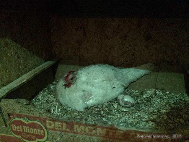 Poule entrain de couver - Couvaison Poule - P�riode de couvaison poule