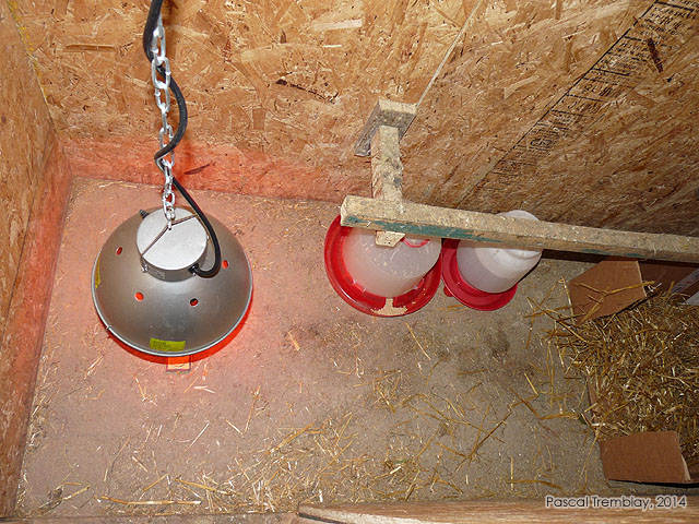 leveuse poussins - Construire une leveuse - leveuse au poulailler